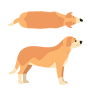 Overweight